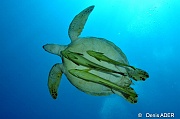 Chelonia-mydas Tortue verte et remoras DSC_2966_tn